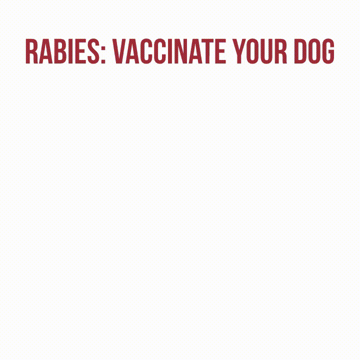 Rabies Awareness | Khula Vet