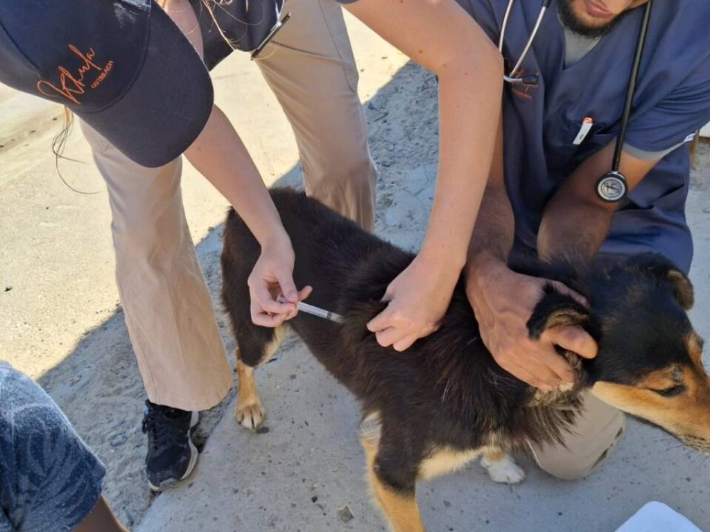 Khula Vet Rabies - 3