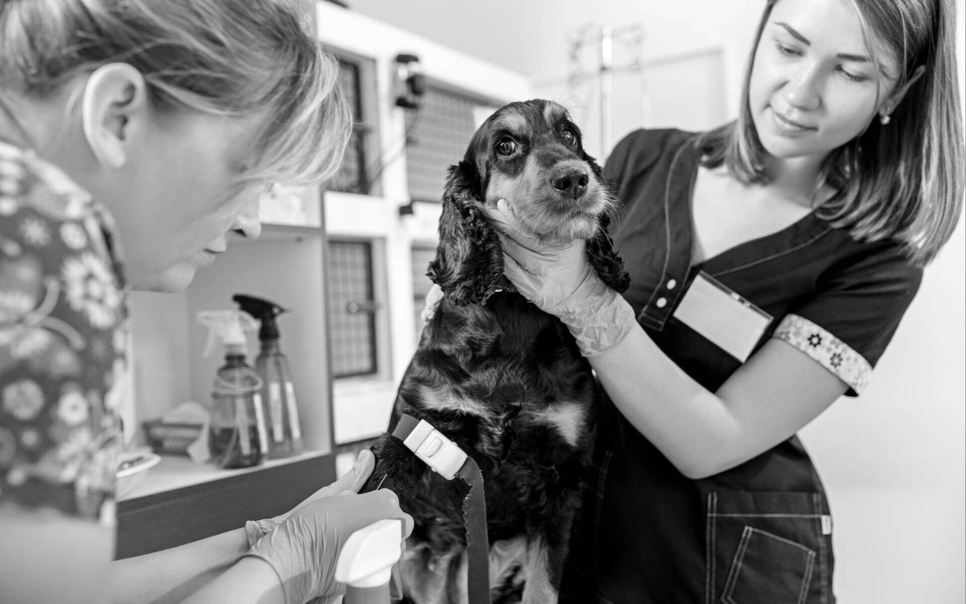 Veterinary Nurse